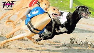 Greyhound racing - Greyhounds a dogs born to run