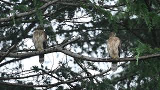 2021/06/30オオタカ 幼鳥　二羽で NorthernGoshawk