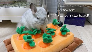 チンチラのぽろちゃんとにんじん掘り［vlog］ | chinchilla PORO₍ᐢ.ˬ.ᐢ₎