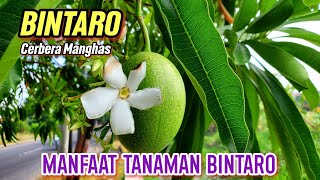 MANFAAT TANAMAN BINTARO | Pohon Bintaro | Cerbera manghas #bintaro #pohonbintaro #Cerberamanghas