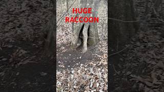 HUGE RACCOON CAUGHT!!!(30+Pounds) #animal #wildlife