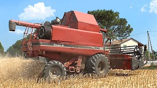 Trebbiatura colza 2019 Case IH 2366 Axial Flow