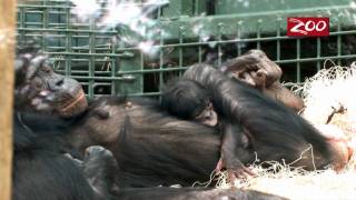 RARE BONOBO BORN AT THE COLUMBUS ZOO