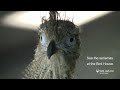 red legged seriemas play ball at saint louis zoo