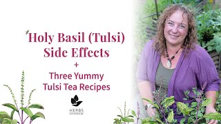 Tulsi Tea Benefits | Holy Basil Side Effects