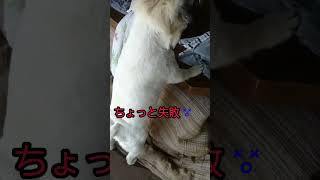 カット失敗されて落ち込む犬❗#shorts　 #犬　#トリミング#　落ち込む#ガッツ