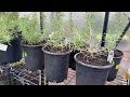 evergreen planting greenhouse clean up holly mysteries 🌲🌟ep28 garden anthropology