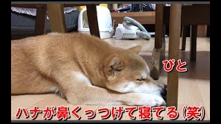 柴犬ハナ 椅子の足に鼻をくっつけてる【かわいい】-- Shiba touches nose to chair. --