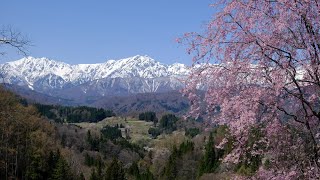 春爛漫 北アルプスと桜咲く 長野県小川村 4K