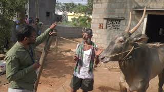 Amazing Story About Hallikar stud Bull