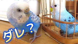 インコの友だちに初めてあう【インコのチビ 】