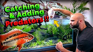Adding NEW PREDATORS to Ecosystem Aquarium! (need to catch first!! 🤣)