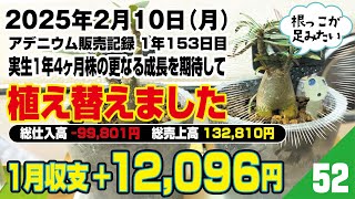 2025年2月10日（月）　アデニウム販売記録 １年153日目 実生１年４ヶ月株の更なる成長を期待して植え替えました