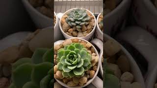 Echeveria Collection at UncleNinGarden