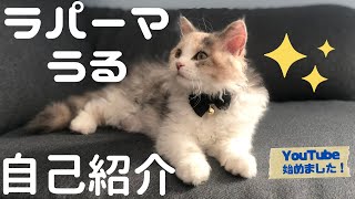 【ラパーマ猫】くせっ毛うるの自己紹介【YouTube始めました】