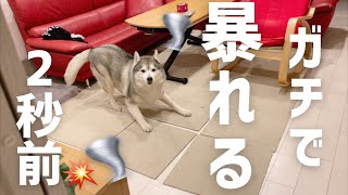 嬉し過ぎて暴れ回るシベリアンハスキー