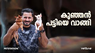 Toy breeds.. കുഞ്ഞൻ പട്ടിയെ റാമോസിന്റെ മുന്നിൽ ഇട്ട്കൊടുത്തു... Chihuahua and miniature pincher🦮🐶