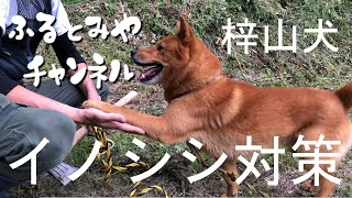 【里山の暮らし】イノシシ対策！蕎麦畑を梓山犬にパトロールしてもらいました。