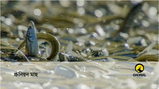 গ্রুনিয়ন মাছ - Grunion Fish