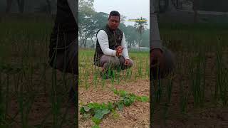 সমন্বিত কৃষিই আগামীর সম্ভাবনা। #agriculture