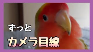 コザクラインコの【かわいいカメラ目線】＆【桜文鳥のその後】