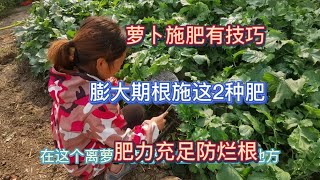 蘿蔔施肥有技巧，膨大期根施這2種肥，肥力足長的快不爛根