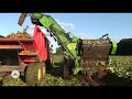 classic sugar beet harvesting with standen turbobeet mk3 john deere 6400 6420s 3140 2040 and 1140