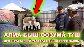 Өкмөт берген акчаны эмне кылдың? Жапаров мамлекет берген акчанын жөнүн сурап, Чүйдү кыдырды