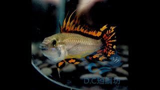 11/21【DC短鯛坊】B超紅鳳尾短鯛_五鰭鳳尾斑 No.J2【DwarfCichlid】