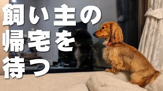 パパさんの帰宅を健気に待つカニンヘンダックスフンド