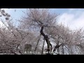 石戸蒲桜　平成28年4月3日