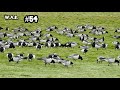 discovery of a rare red breasted goose den oever the netherlands wild animal behaviour 54