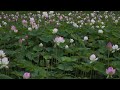 藤原宮跡の花蓮（奈良県橿原市）