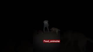 غذارسانی به سگ های بی پناه Feeding homeless dogs #dog #سگ #حیوانات #animals #feedanimals