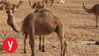 מלחמת ההאשמות: מי אחראי לסכנת הגמלים בכבישים?