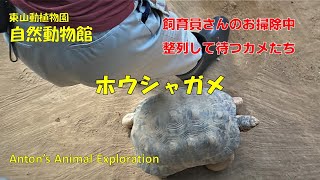 ホウシャガメ  /  整列してお掃除が済むのを待つカメたち  😀😀 (東山動植物園）