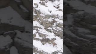 Snow Leopard Cubs head out to hunt #mountaingoat #snowleopards #hunting #Spitisnowleopard
