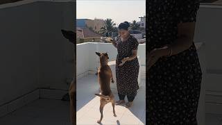 Matter irukku 🐶sonu desi boy|நாட்டு இனம்🥰#shorts #youtubeshorts #pets