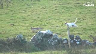 Hare coursing Ireland KIM 🇨🇮