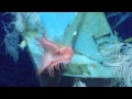 Countdown: Top 5 Coolest Creatures of the Season So Far | Nautilus Live