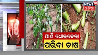 Flood News Today Odisha I ପାଣି ଧୋଇଦେଲା ପରିବା ଚାଷ, ଅନୁଗୁଳ ଜିଲ୍ଲାରେ ବନ୍ୟା ଉଜାଡ଼ି ଦେଲା ପରିବା ଚାଷ