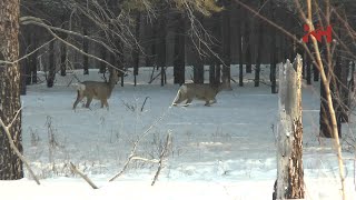 Анненский заказник и его жители