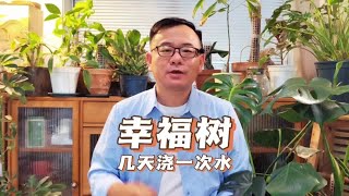 幸福树几天浇一次水最合适？这样浇水，其实不科学