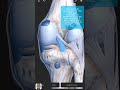 Visual Anatomy 3D - Facts about the Posterior cruciate ligament