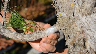 Grafting 2023, Changing Foliage - Arkefthos Bonsai