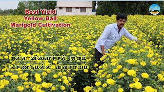 செண்டுமல்லியில் புது ரகம்! Best Yield Yellow Ball Marigold Cultivation செண்டுமல்லி விவசாயம்