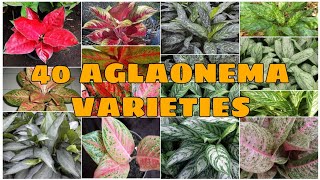 40 Most Beautiful Aglaonema Varieties That Add Color Into Your HOME