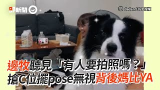 邊牧聽人喊「要拍照嗎？」秒搶C位擺pose　無視背後媽比YA｜邊境牧羊犬｜搶鏡頭｜精選影片