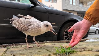 This seagull with a damaged wing lives on my street as a stray cat