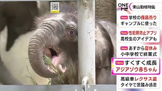 母親のあとをついて回る…6月に生まれたアジアゾウの赤ちゃん 一般公開始まる 名古屋・東山動植物園 (2022/07/20 21:52)